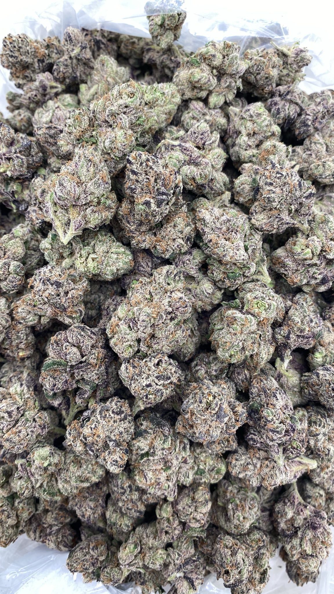 AAA Kings Flower Curelato