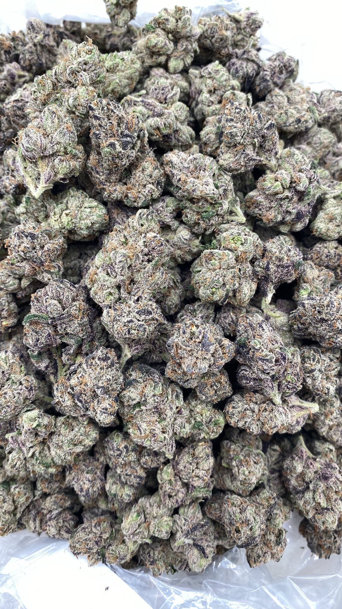 AAA Kings Flower Curelato