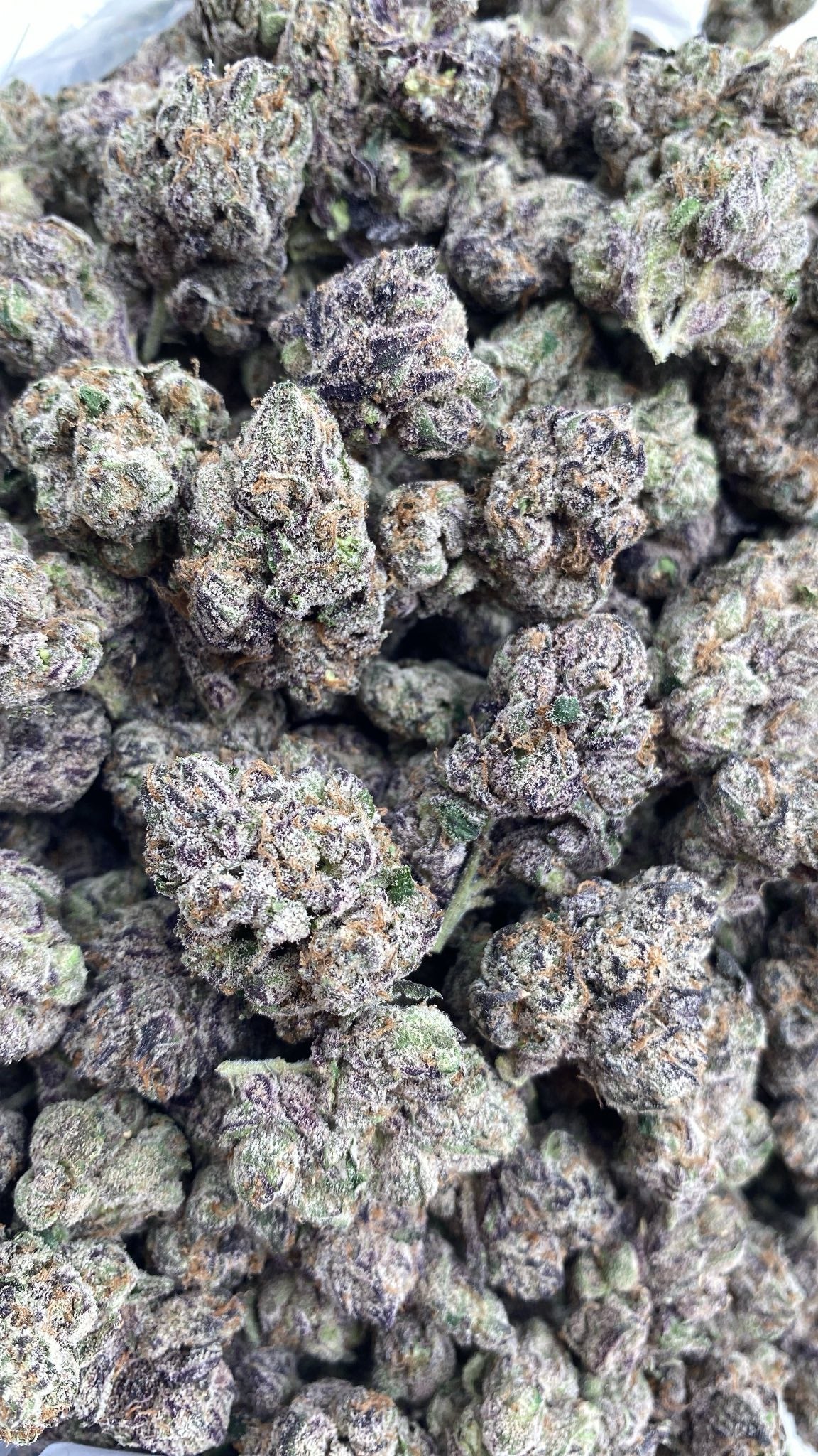 AAA Kings Flower Curelato